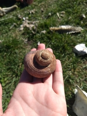 Modelia granosa