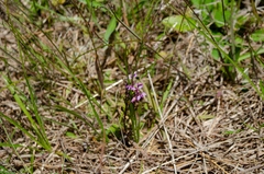 Polygala crenata