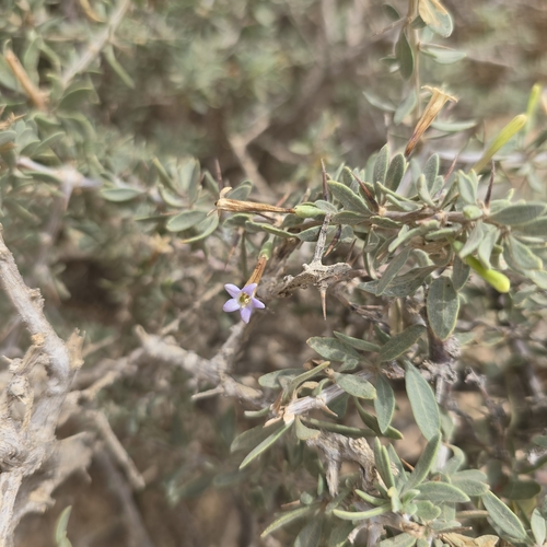 Arabian boxthorn