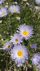 Xylorhiza