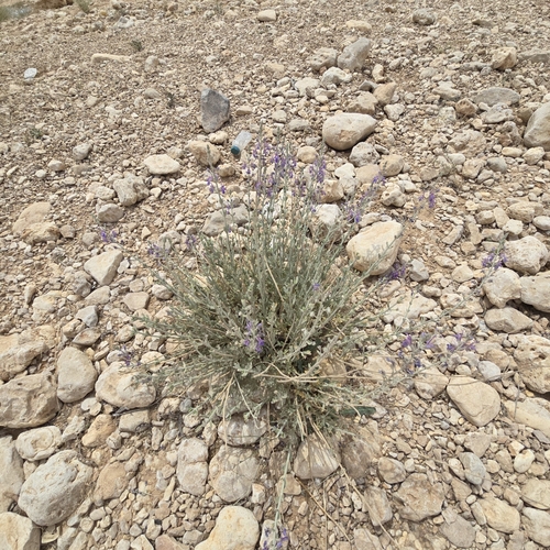 Desert Germander