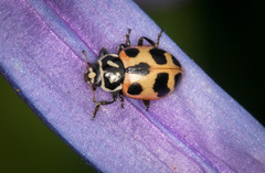 Hippodamia sinuata spuria