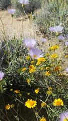 Xylorhiza