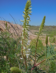 Astragalus racemosus