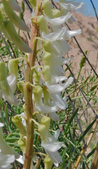 Astragalus racemosus