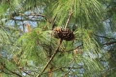 Pinus pseudostrobus apulcensis