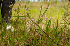 Asclepias longifolia