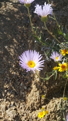 Xylorhiza