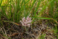 Asclepias michauxii