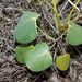 Phyllanthus peltatus - Photo (c) Benoît HENRY, algunos derechos reservados (CC BY-NC), subido por Benoît HENRY
