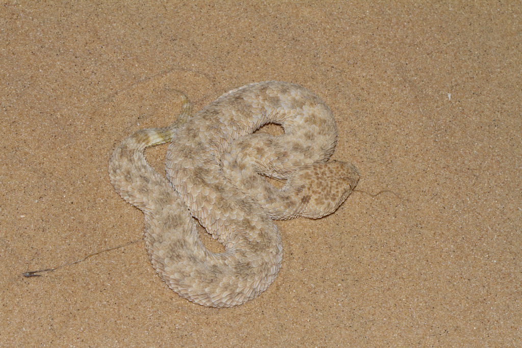 Cerastes boehmei