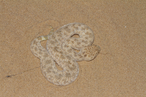 Cerastes boehmei