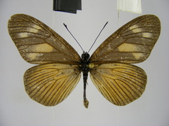 Acraea lycoa