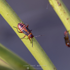 Oncopeltus unifasciatellus