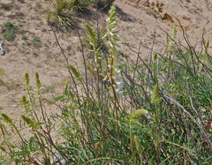 Astragalus racemosus