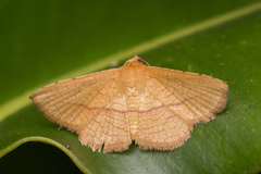 Thyrididae