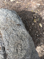 Camponotus laevigatus