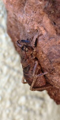 Nesoecia nigrispina