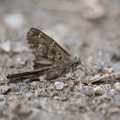 Thorybes dorantes dorantes