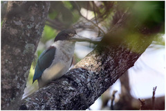 Todiramphus sordidus