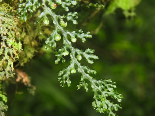 Hymenophyllum denticulatum iNat (2)