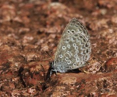 Pseudozizeeria maha maha