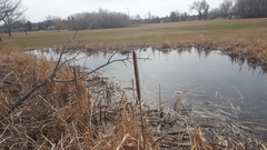 Lithobates sylvaticus