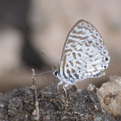 Leptotes cassius cassius