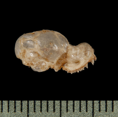 Thomas's Sac-Winged Bat photo 2