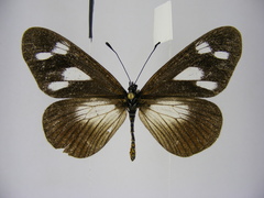 Acraea lycoa