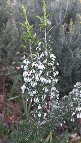 Avistamiento Erica arborea