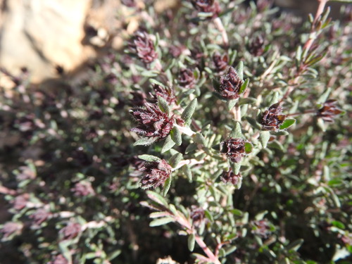 Algerian thyme (Thymus algeriensis)
