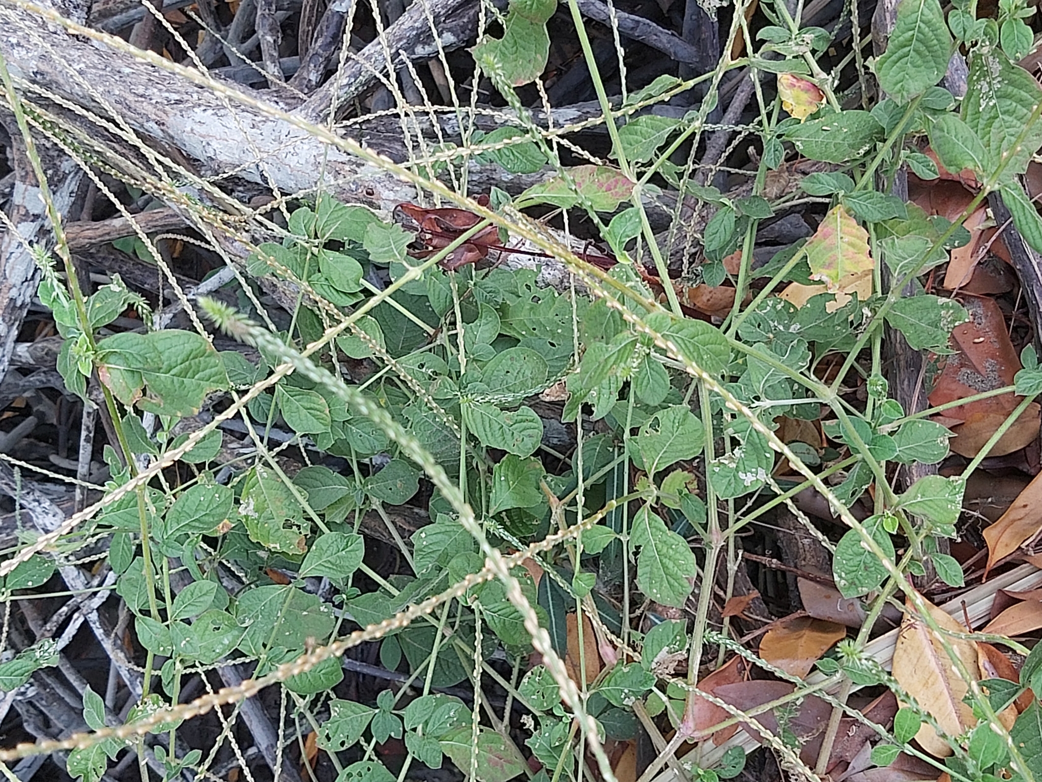 Achyranthes aspera (Achyranthes aspera)