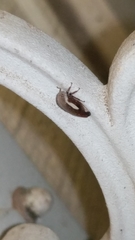 Ophiderma flavicephala