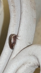 Ophiderma flavicephala