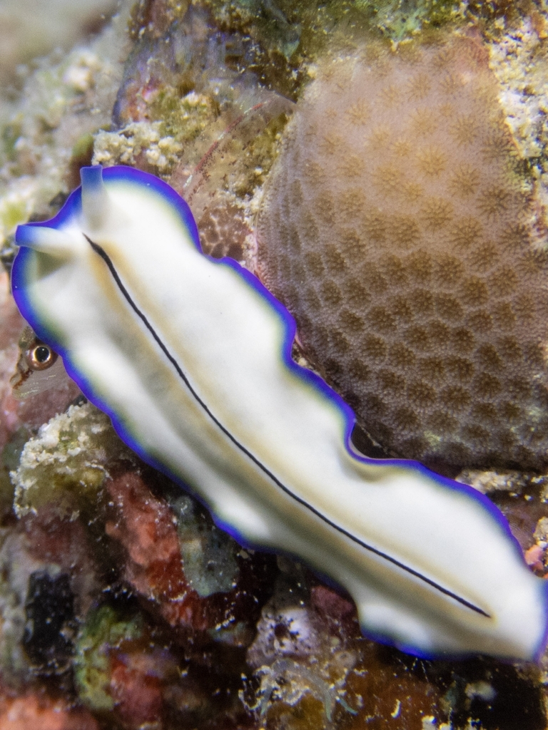 Pseudoceros monostichos
