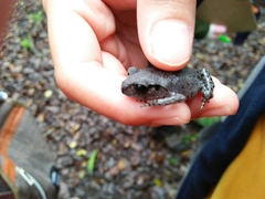 Leptobrachium hasseltii