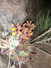 Dudleya saxosa collomiae