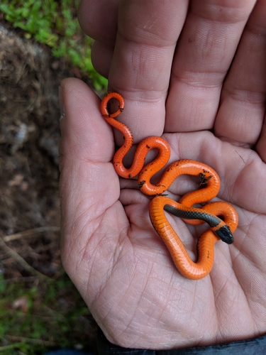 iNaturalist observation photo of Ring-necked Snake
