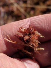 Sphagnum