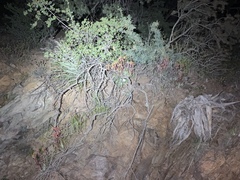 Dudleya saxosa collomiae