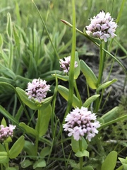 Plectritis congesta