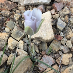 Calochortus ambiguus