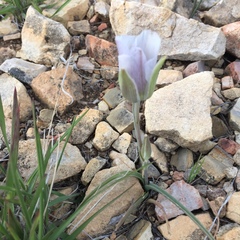 Calochortus ambiguus