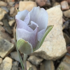 Calochortus ambiguus