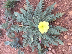 Oenothera primiveris primiveris