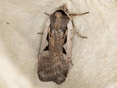 Parabagrotis formalis