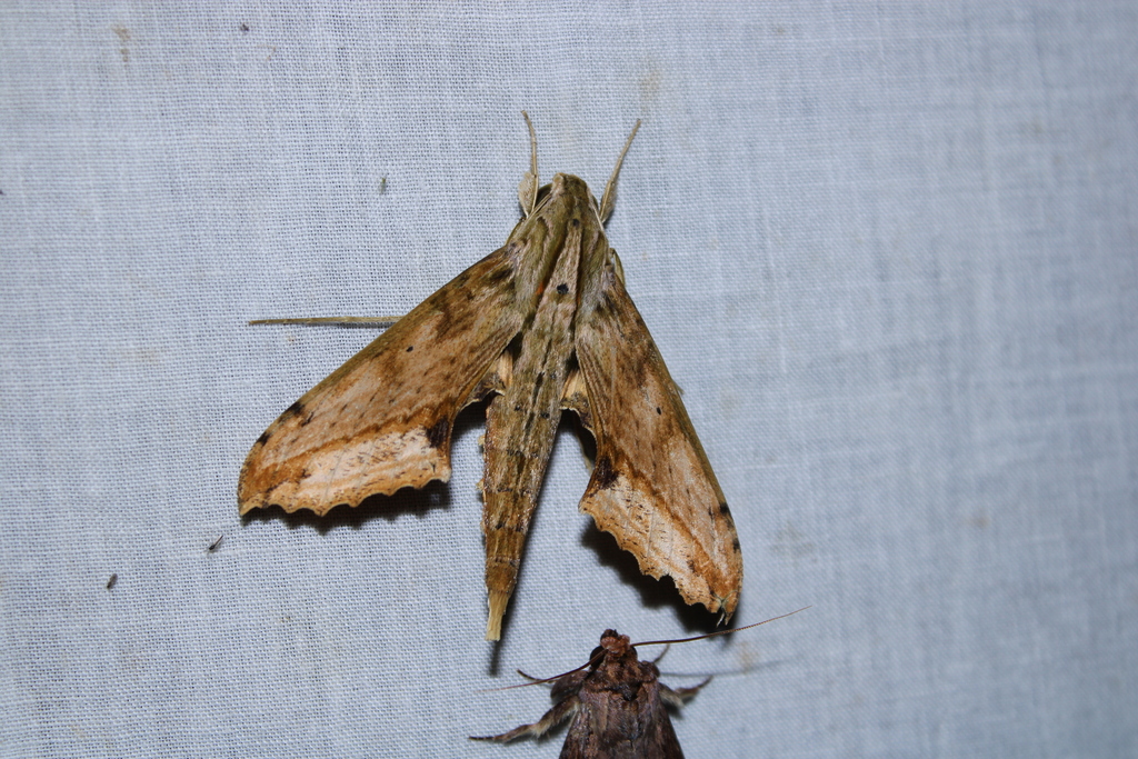 Xylophanes undata