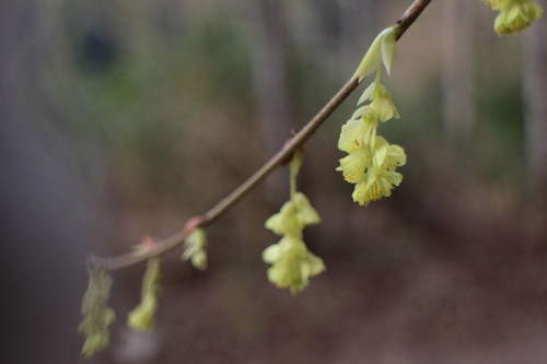 Corylopsis pauciflora, photographed by an iNaturalist contributor