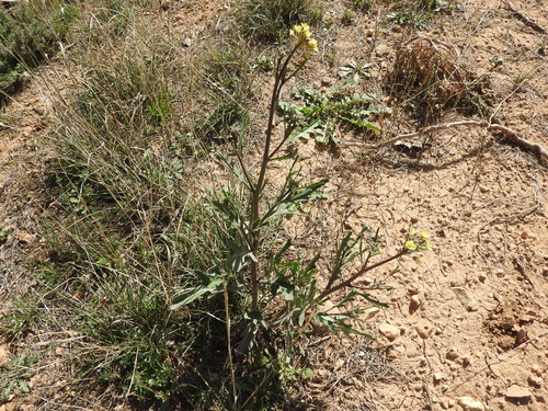 Diplotaxis harra (Diplotaxis harra)